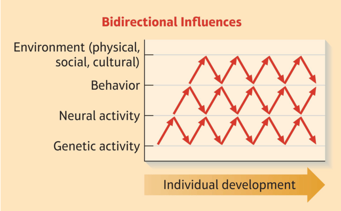 Bidirectional Influences